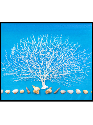 SEAWEED 3